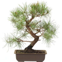 Scots pine, Bonsai, 18 years, 42cm