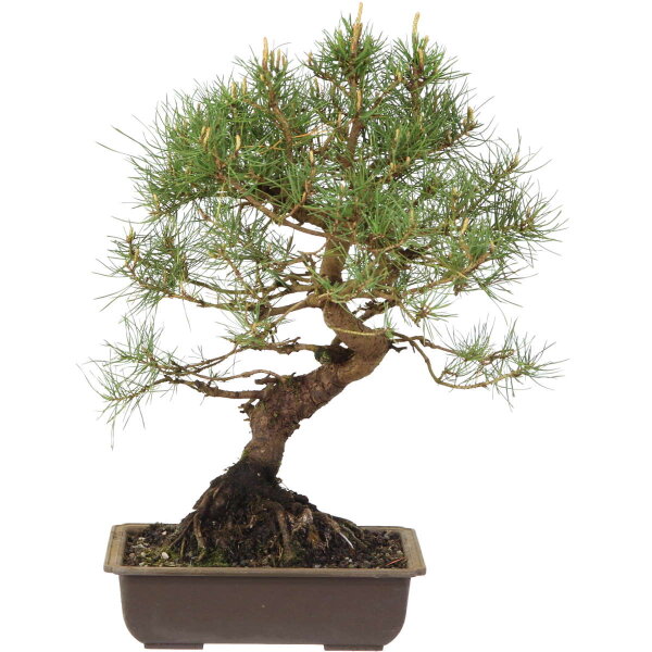Scots pine, Bonsai, 18 years, 46cm