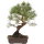 Scots pine, Bonsai, 18 years, 46cm