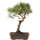 Scots pine, Bonsai, 18 years, 44cm