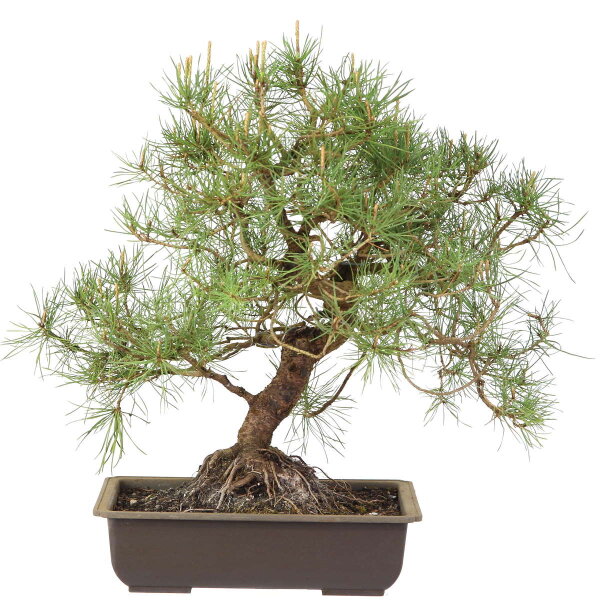 Scots pine, Bonsai, 18 years, 48cm
