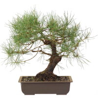 Scots pine, Bonsai, 18 years, 41cm
