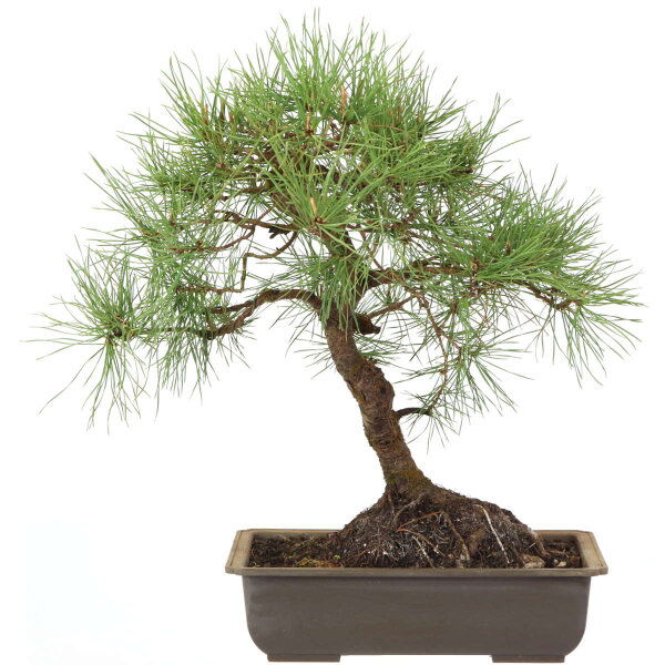 Scots pine, Bonsai, 18 years, 45cm