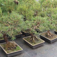 Scots pine, Bonsai, 18 years, 44cm