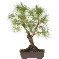 Scots pine, Bonsai, 18 years, 50cm