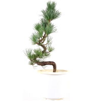 Japanese white pine, Prebonsai, 10 years, 56cm