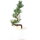 Japanese white pine, Prebonsai, 10 years, 56cm