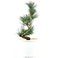 Japanese white pine, Prebonsai, 10 years, 50cm