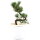 Japanese white pine, Prebonsai, 10 years, 41cm