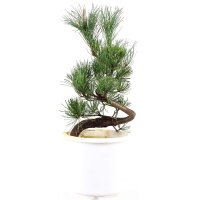 Japanese white pine, Prebonsai, 10 years, 49cm