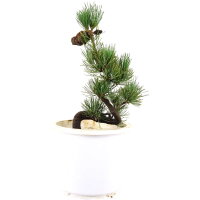Japanese white pine, Prebonsai, 10 years, 44cm