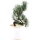 Sosna drobnokwiatowa, Prebonsai, 10 letnie, 44cm