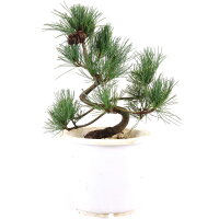 Japanese white pine, Prebonsai, 10 years, 42cm