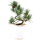 Japanese white pine, Prebonsai, 10 years, 42cm