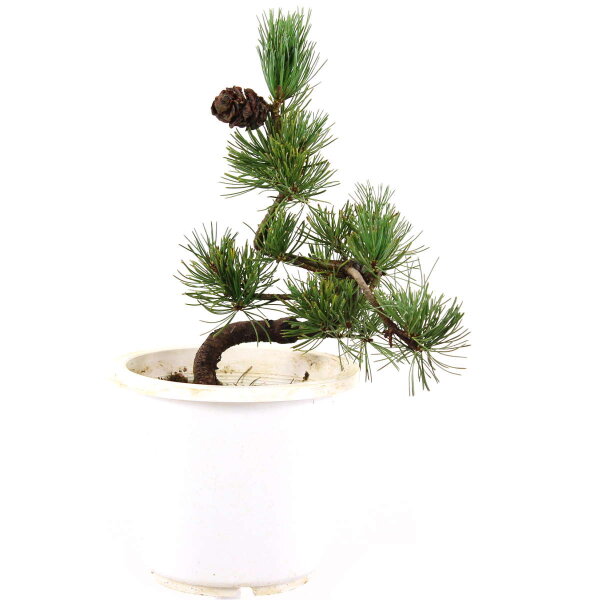 Japanese white pine, Prebonsai, 10 years, 43cm