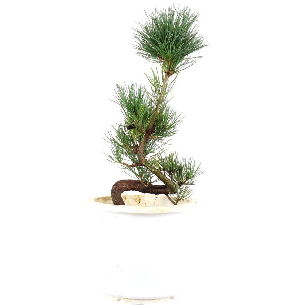 Japanese white pine, Prebonsai, 10 years, 48cm