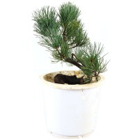 Japanese white pine, Prebonsai, 10 years, 36cm