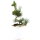 Sosna drobnokwiatowa, Prebonsai, 10 letnie, 45cm