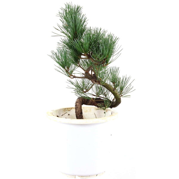 Japanese white pine, Prebonsai, 10 years, 46cm