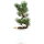 Japanese white pine, Prebonsai, 10 years, 45cm