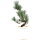 Japanese white pine, Prebonsai, 10 years, 49cm