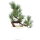 Japanese white pine, Prebonsai, 10 years, 47cm