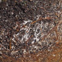 Mykorrhiza L zur Bodenbeimpfung, 250ml