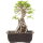 Japanese elm, Bonsai, 9 years, 27cm