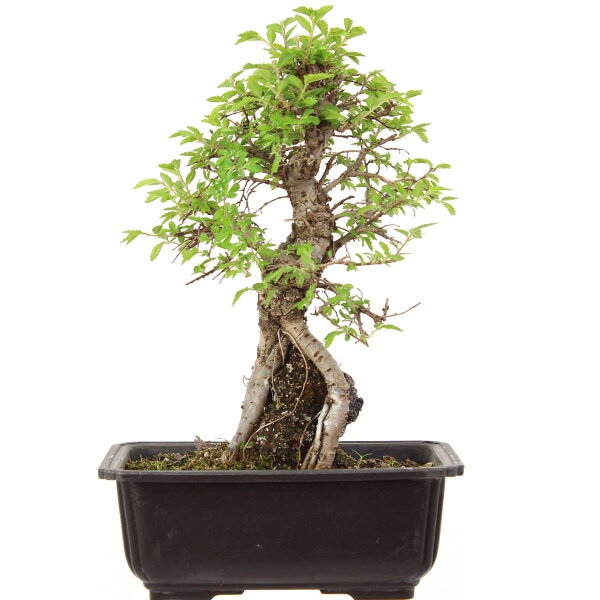 Japanese elm, Bonsai, 9 years, 29cm