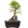 Japanese elm, Bonsai, 9 years, 30cm