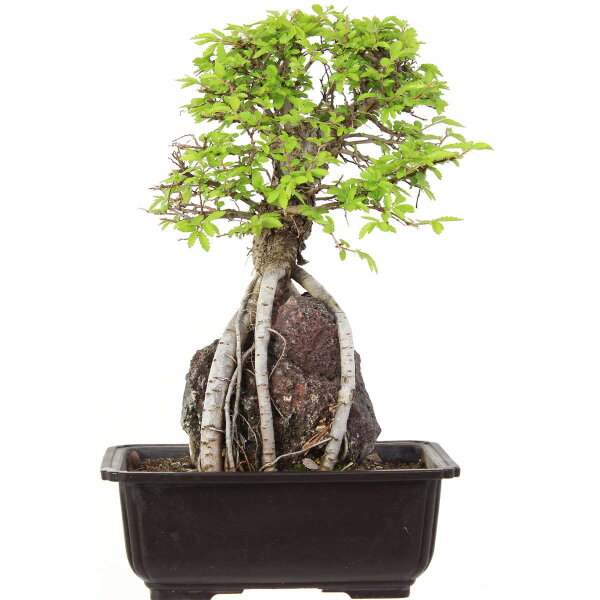 Japanese elm, Bonsai, 9 years, 31cm