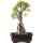 Japanese elm, Bonsai, 9 years, 32cm