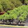 Japanese elm, Bonsai, 9 years, 31cm