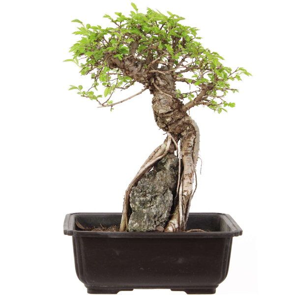 Japanese elm, Bonsai, 9 years, 30cm