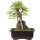 Japanese elm, Bonsai, 9 years, 28cm