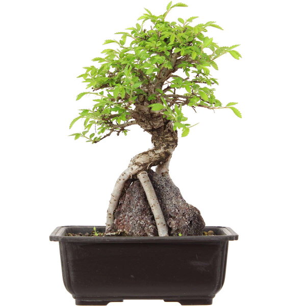 Japanese elm, Bonsai, 9 years, 29cm