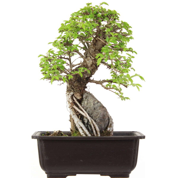 Japanese elm, Bonsai, 9 years, 27cm