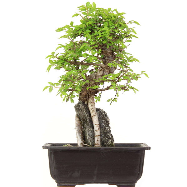 Japanische Ulme, Bonsai, 9 Jahre, 30cm