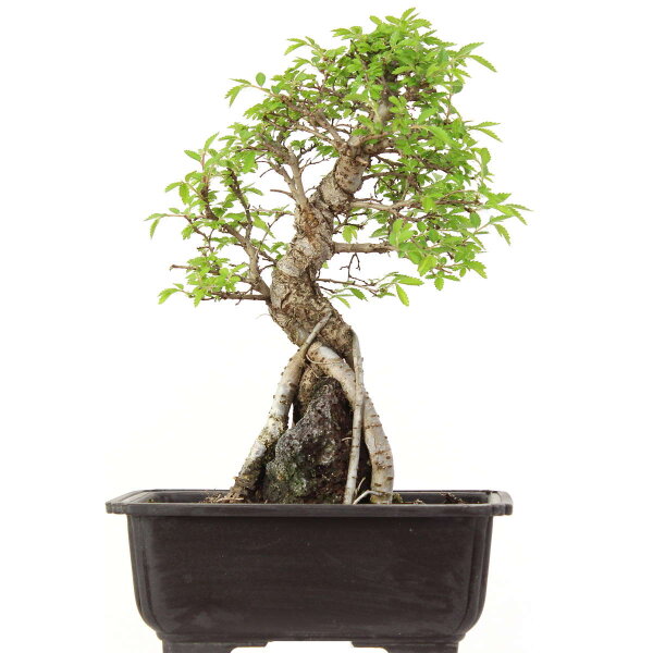 Japanische Ulme, Bonsai, 9 Jahre, 28cm