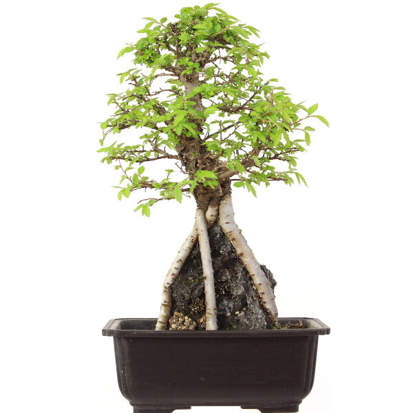 Japanese elm, Bonsai, 9 years, 33cm