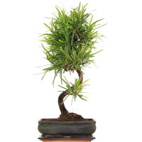 Fern pine, Bonsai, 11 years, 54cm