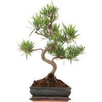 Fern pine, Bonsai, 11 years, 53cm
