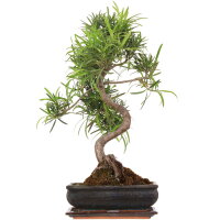 Podocarpus, Bonsai, 11 ans, 53cm