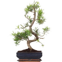 Podocarpus, Bonsai, 11 ans, 55cm