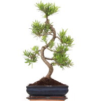 Podocarpus, Bonsai, 11 ans, 54cm