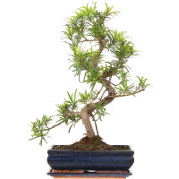 Fern pine, Bonsai, 12 years, 55cm