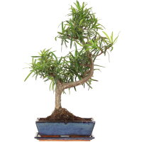 Fern pine, Bonsai, 12 years, 61cm