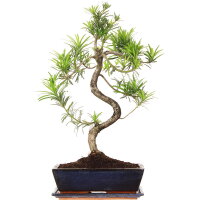 Fern pine, Bonsai, 12 years, 56cm