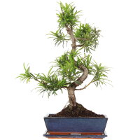 Fern pine, Bonsai, 12 years, 56cm