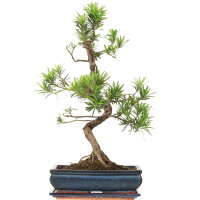 Fern pine, Bonsai, 12 years, 57cm